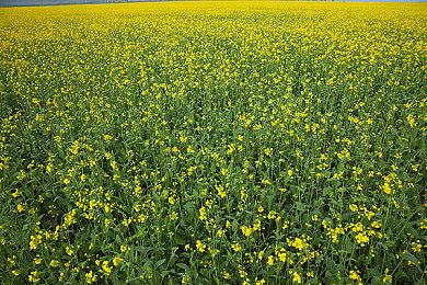 《Pogo Rogue》Steam页面上线 肉鸽横版动作新游